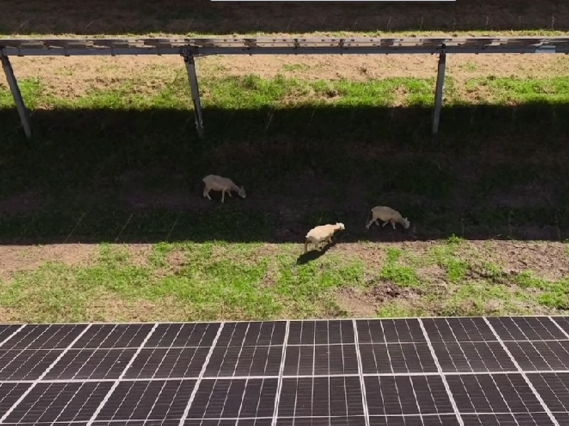 Animal Husbandry solar system