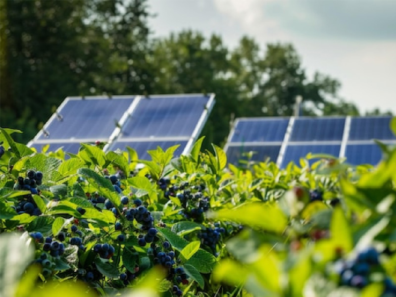 Agrivoltaic application
